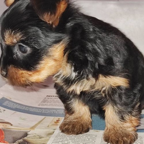 2  femelles  yorkshire terrier #3