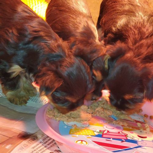 2  femelles  yorkshire terrier #4