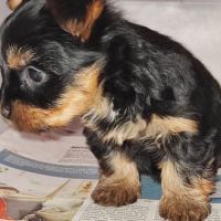 2  femelles  yorkshire terrier #3