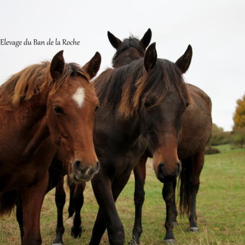 A vendre poulain 2025 pure race espagnole #3