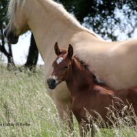 A vendre poulain 2025 pure race espagnole