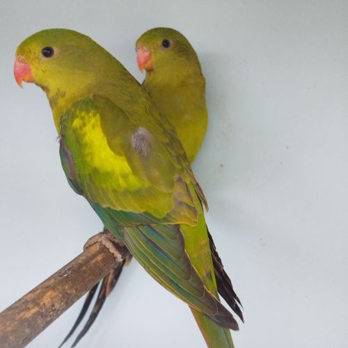 Perruche melanure #1