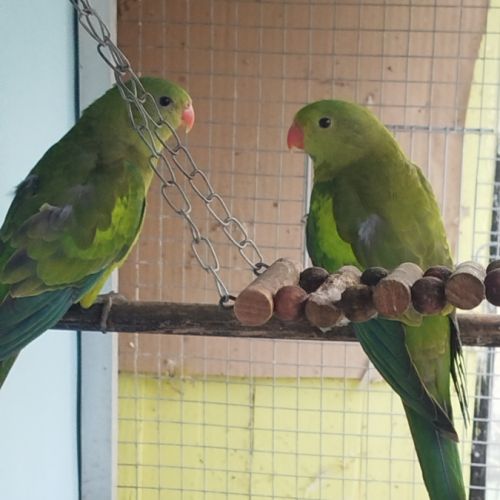 Perruche melanure #0