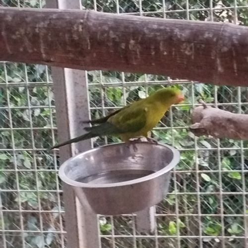 Perruche melanure #3