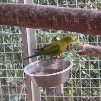 Perruche melanure #3