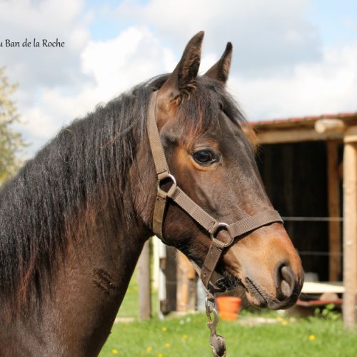 A vendre cheval pure race espagnole #2