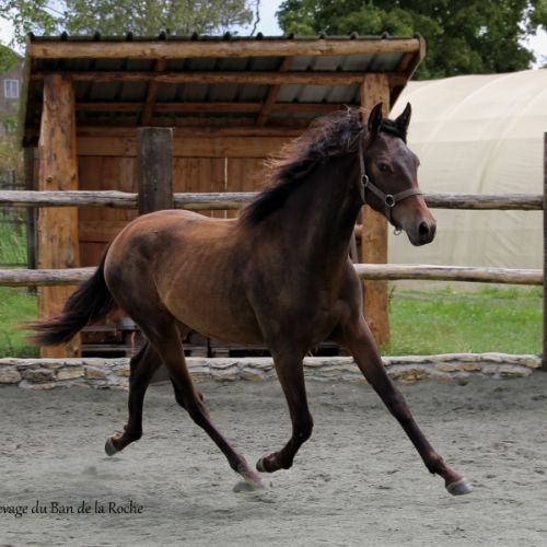 A vendre cheval pure race espagnole #3