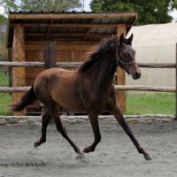 A vendre cheval pure race espagnole #3