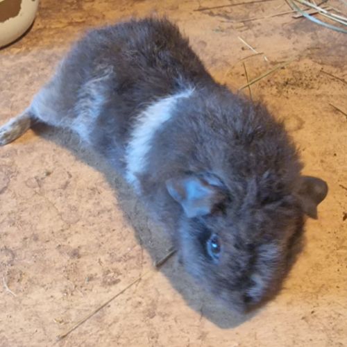 Mâle rex bicolore #1