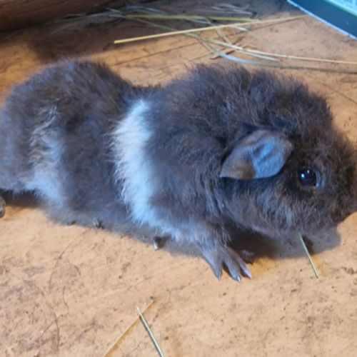 Mâle rex bicolore #0