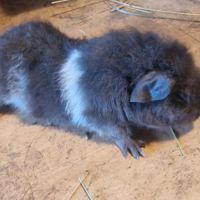 Mâle rex bicolore #3