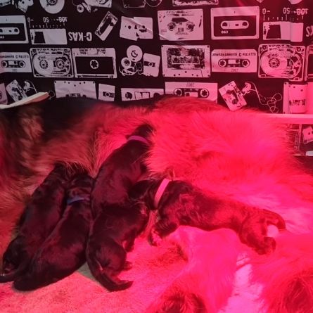 Chiot berger allemand poil long #0