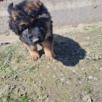 Chiot berger allemand poil long
