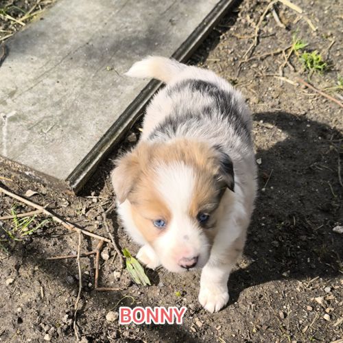 Chiots border collie non lof #0