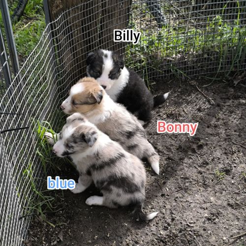 Chiots border collie non lof #4