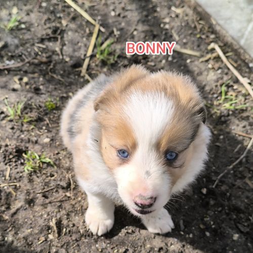 Chiots border collie non lof #5