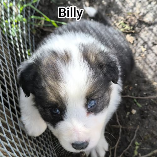 Chiots border collie non lof #6