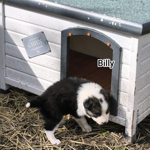 Chiots border collie non lof #8