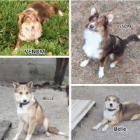 Chiots border collie non lof #1