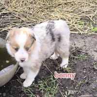 Chiots border collie non lof #2