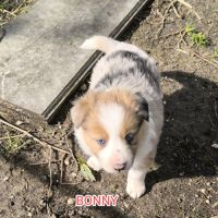 Chiots border collie non lof