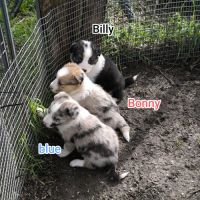 Chiots border collie non lof #4