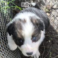 Chiots border collie non lof #6