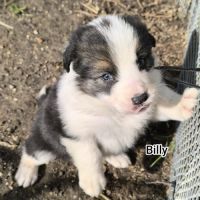 Chiots border collie non lof #7