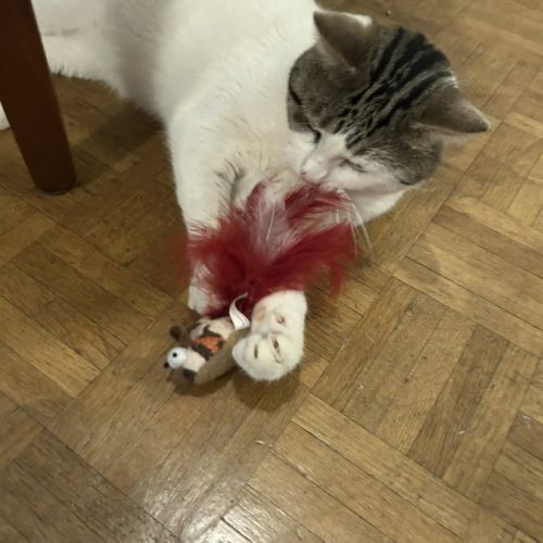 Nino, un adorable compagnon de 2 ans et demi #1