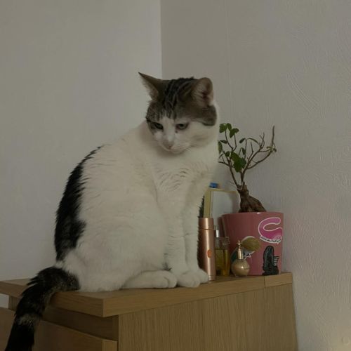 Nino, un adorable compagnon de 2 ans et demi #4