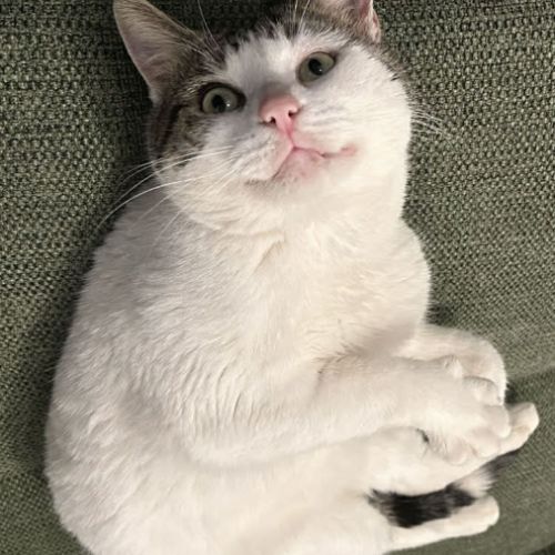 Nino, un adorable compagnon de 2 ans et demi #0