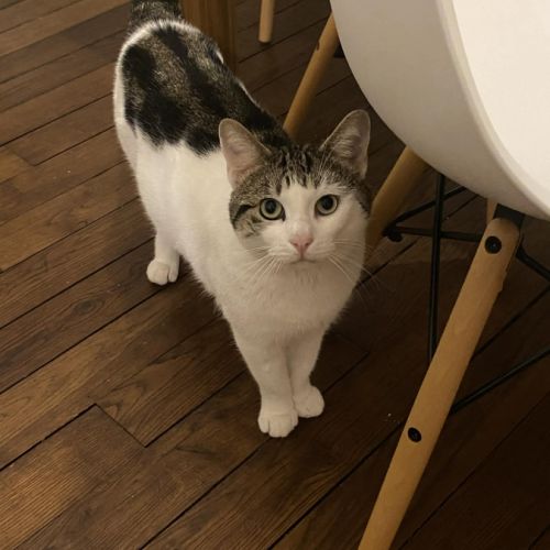 Nino, un adorable compagnon de 2 ans et demi #6