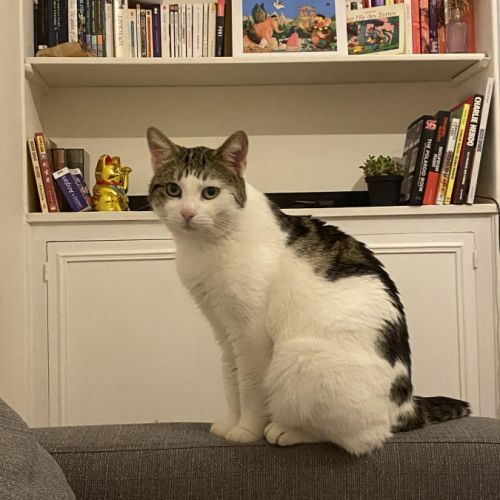 Nino, un adorable compagnon de 2 ans et demi #7