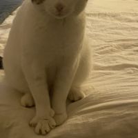 Nino, un adorable compagnon de 2 ans et demi #2