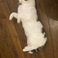 Nino, un adorable compagnon de 2 ans et demi #3