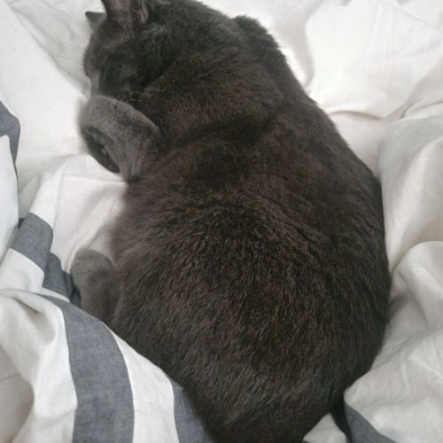 Socrate, magnifique chat gris de 5 ans  #2