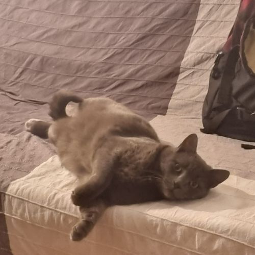 Socrate, magnifique chat gris de 5 ans  #3