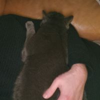 Socrate, magnifique chat gris de 5 ans  #1