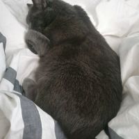 Socrate, magnifique chat gris de 5 ans  #2