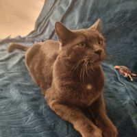 Socrate, magnifique chat gris de 5 ans  #4