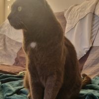 Socrate, magnifique chat gris de 5 ans 