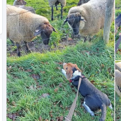 Chien beagle 2ans #0