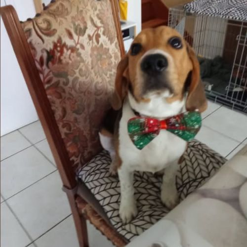Chien beagle 2ans #2