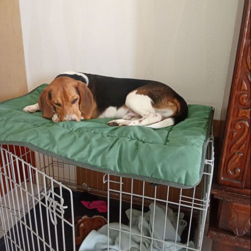 Chien beagle 2ans #3