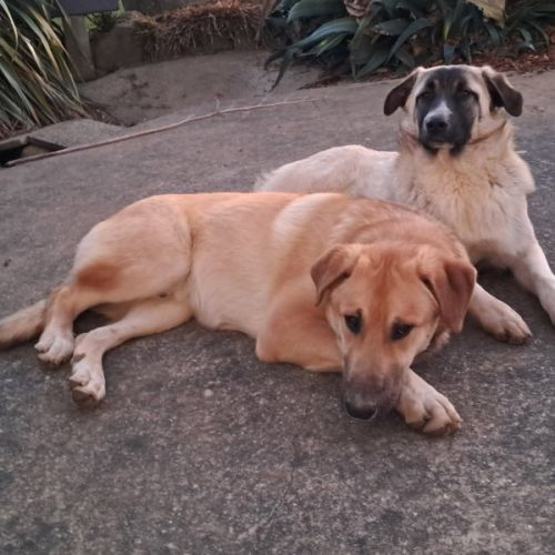 Chiots croisés patou / malinois #0