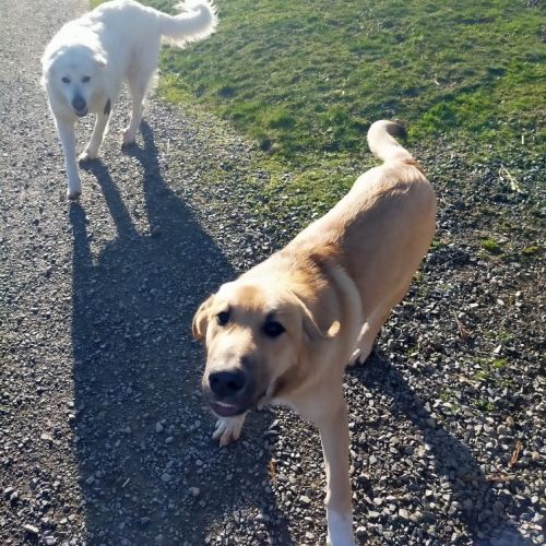 Chiots croisés patou / malinois #5