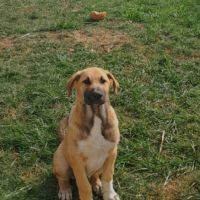 Chiots croisés patou / malinois #1