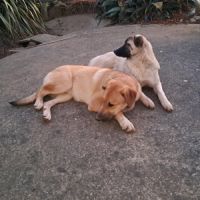 Chiots croisés patou / malinois #2