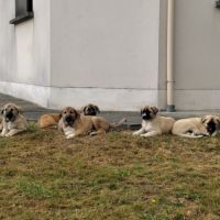 Chiots croisés patou / malinois #3