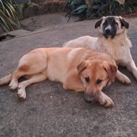 Chiots croisés patou / malinois